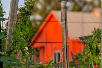 Field Trip to Terra Matter Cannabis Farm